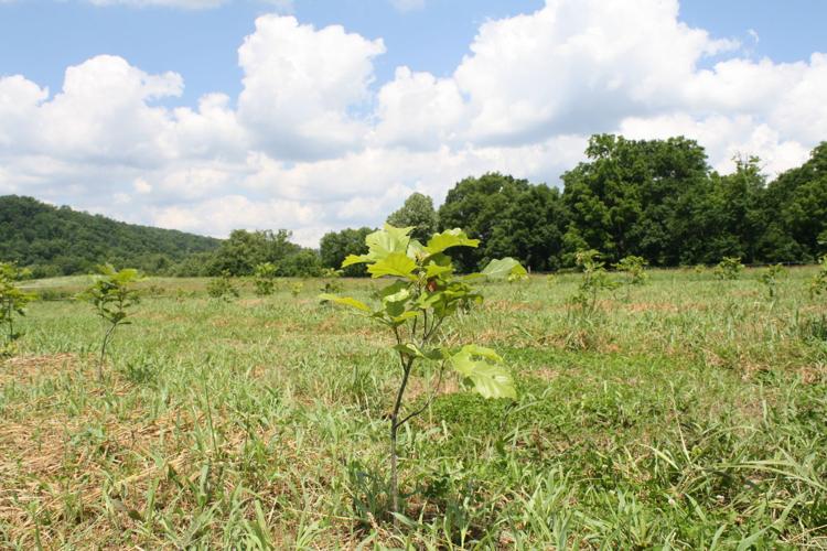 Potential truffle grove