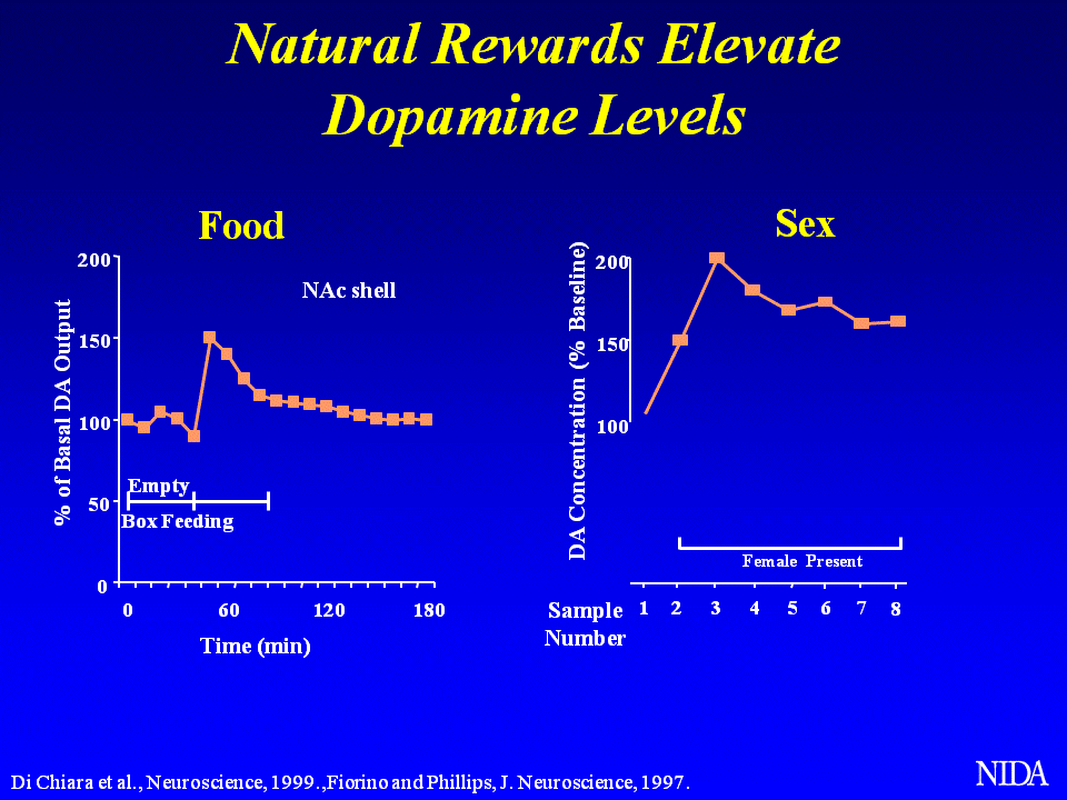 How natural rewards affect dopamine