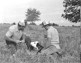 Barnitz tagging calf
