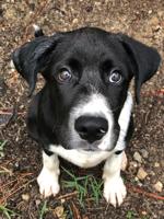 Gotcha Day