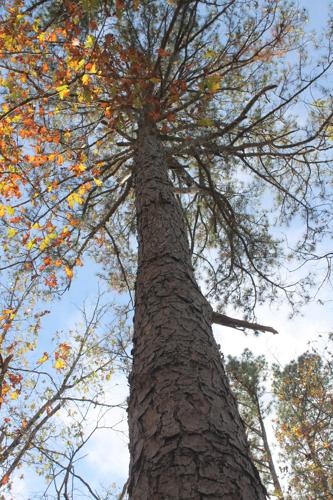 Prairie Hollow Gorge