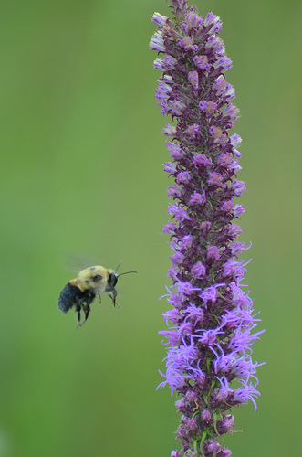 A bumblebee visits a bloom 