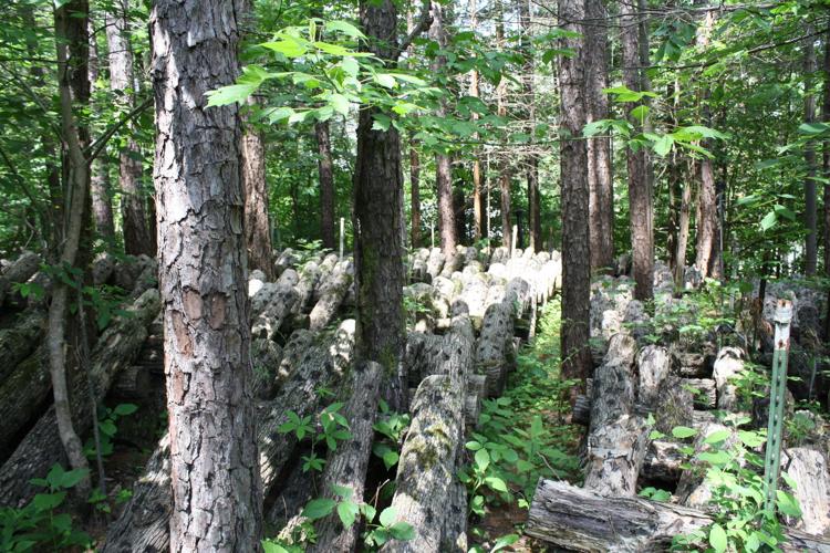 The shiitake growing logs