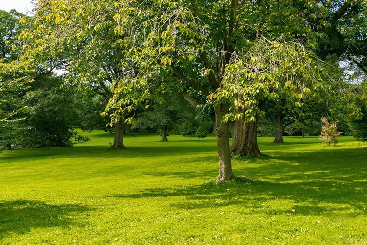 Takoma Park City Council starts tree ordinance review | Local ...