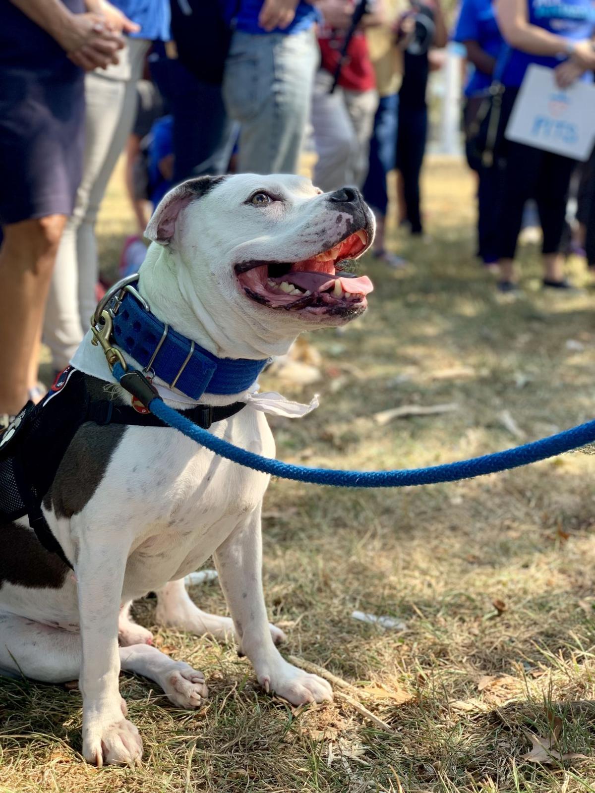 county pit bull ban