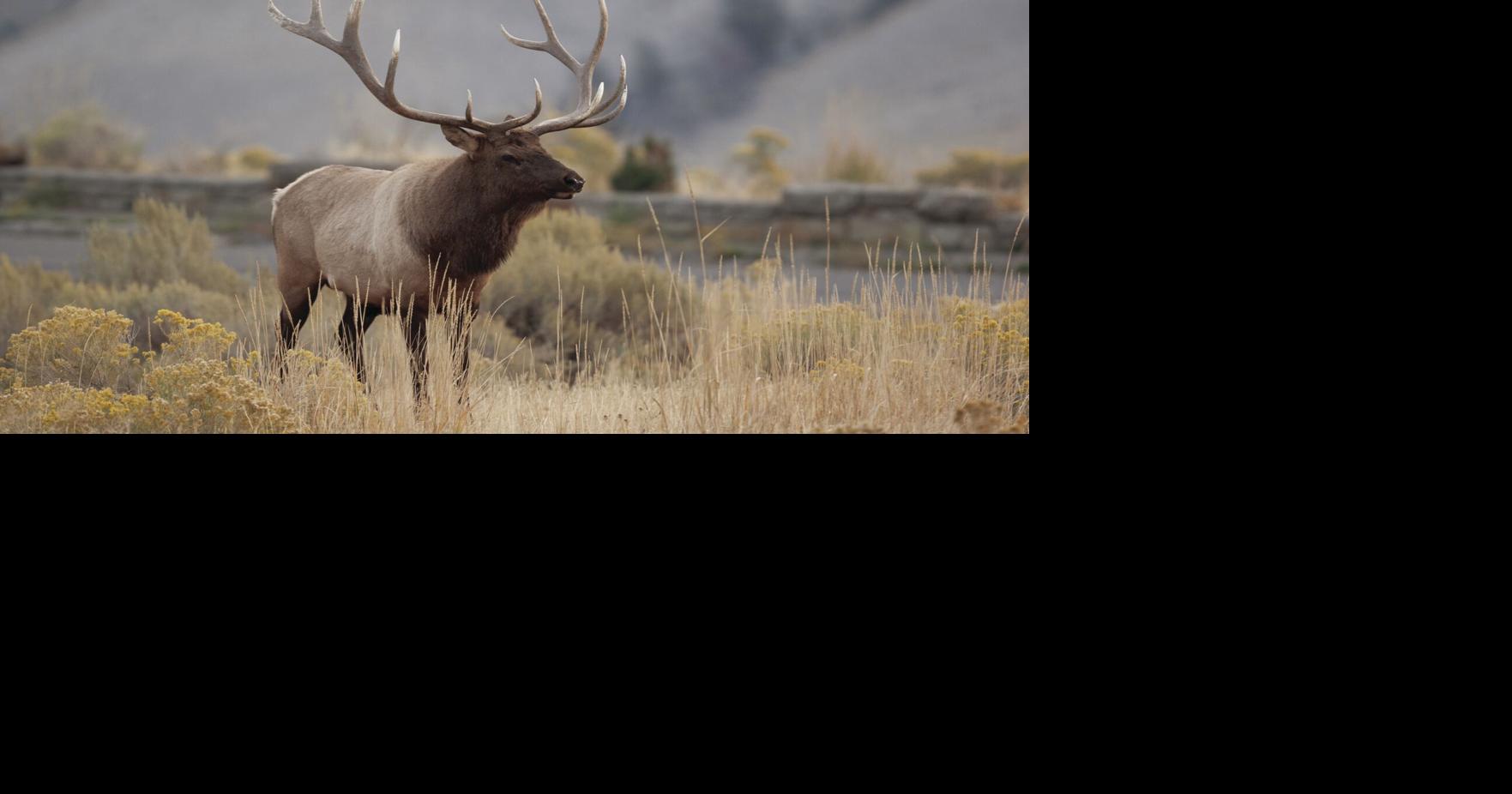 Wyoming News Exchange Wildlife advocates search, wait for project funding By Austin Beck-Doss | The Ranger via Wyoming News Exchange May 28, 2025 3 mins ago