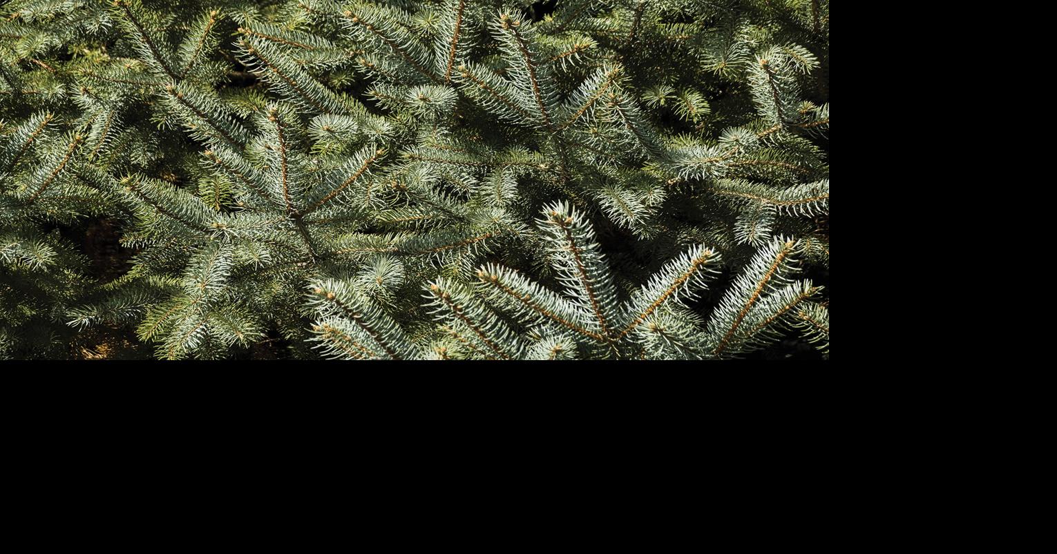 Christmas tree permits available for BLM Wyoming public lands
