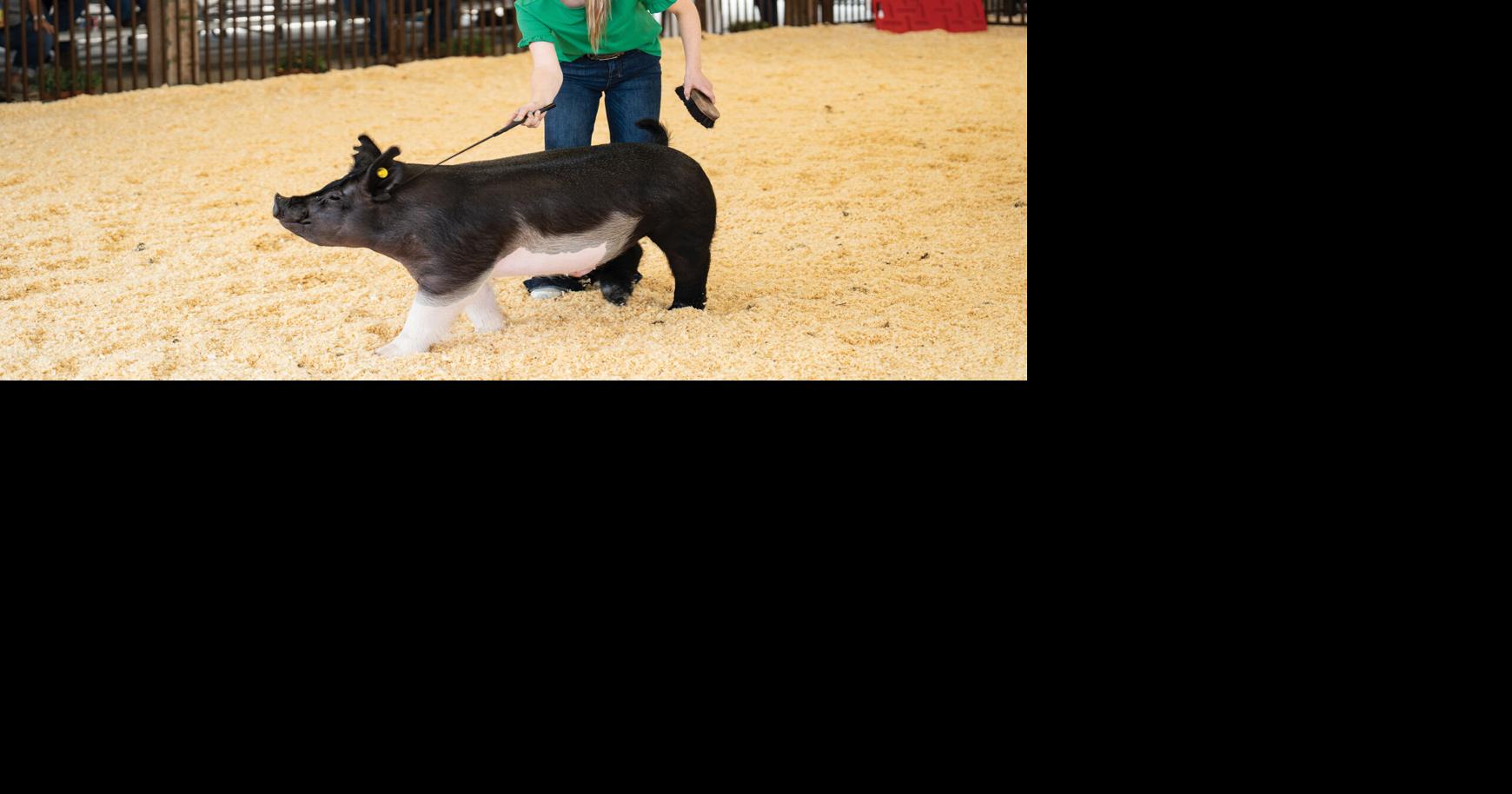 Swine showmanship offers life lessons for youth