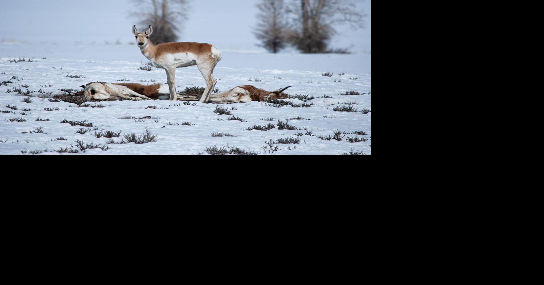 Rare ‘inverted’ snowpack magnified winter’s heavy toll on wildlife ...