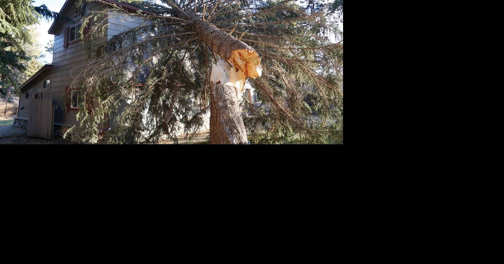 High winds result in downed power lines, trees in Story | Local News ...