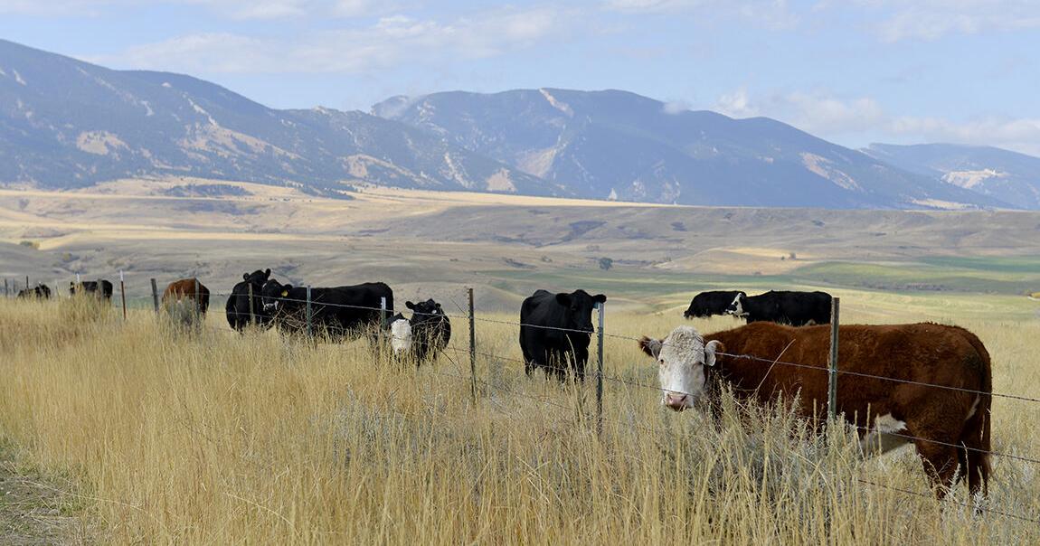 Wyoming News Exchange Forest Service OKs cattle in Wyoming allotments with history of grizzly conflict By Mike Koshmrl | WyoFile.com Jul 25, 2026 7 hrs ago