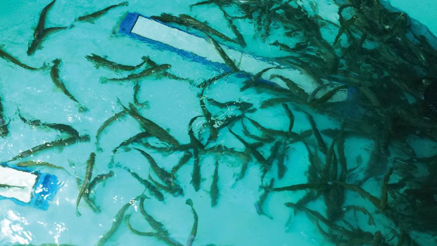 Fish stocking offers opportunities for anglers to make memorable ...