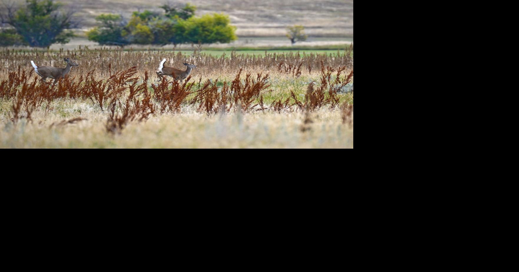 From field to lab: What happens to your CWD sample | Outdoors ...