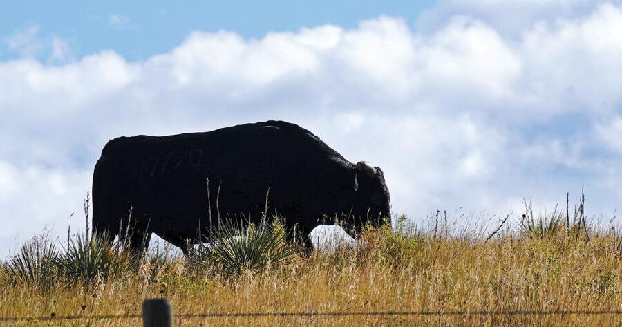 Conservation Ranching Conservation, ranching go hand-in-hand | Destination | thesheridanpress.com