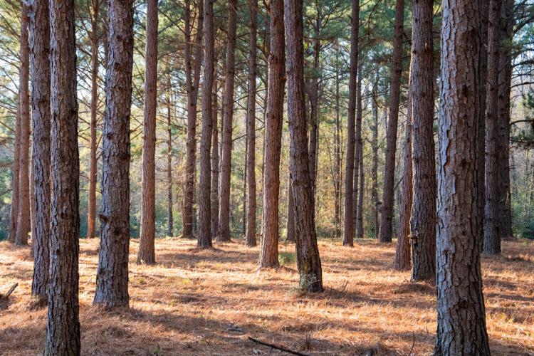 Column: Are conifers evergreens? | Columnists | thesheridanpress.com