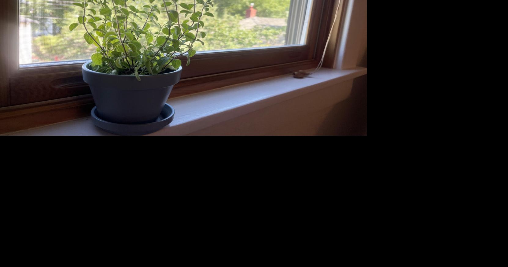 Growing an appreciation for oregano