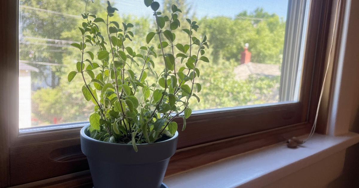 Growing an appreciation for oregano