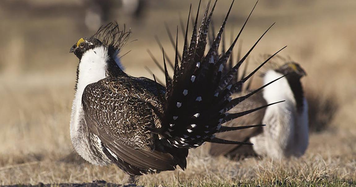 Gov. Gordon seeks comment on sage grouse executive order proposed revisions