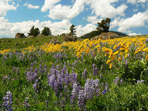 June: a beautiful time to see the sites in the Bighorns | Outdoors ...