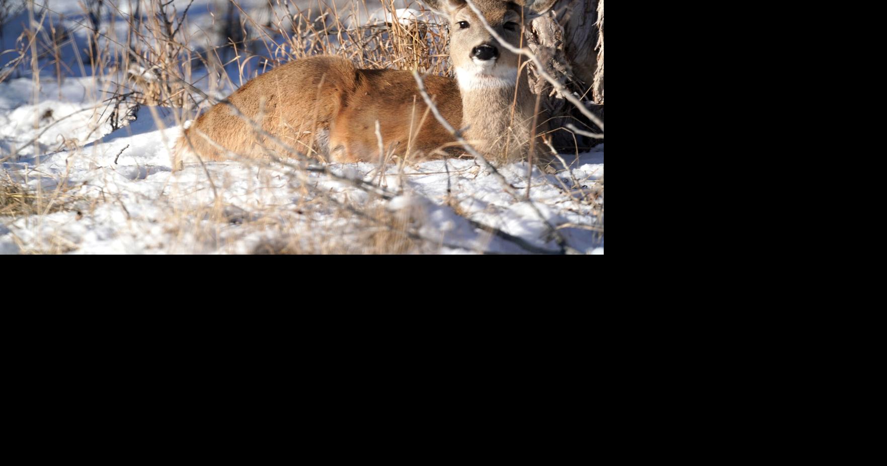 Hunting purposes open up: WGFD officials handle troubles of looking software system | Local Information