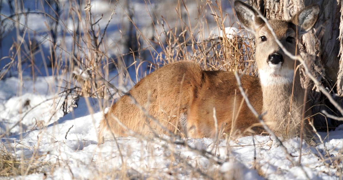 Searching programs open: WGFD officials address problems of hunting application approach | Community Information