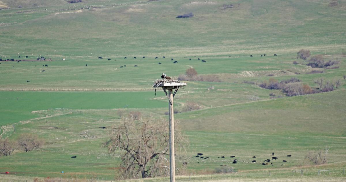 Kolumne: Zusammenarbeit schafft neues Zuhause für Fischfalken | lokale Unterhaltung Kolumne: Zusammenarbeit schafft neues Zuhause für Fischfalken | lokale Unterhaltung