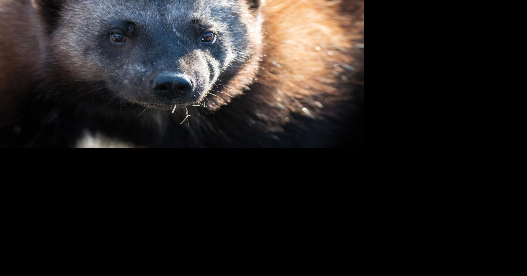 ZooMontana one of three zoos in nation with successful wolverine ...