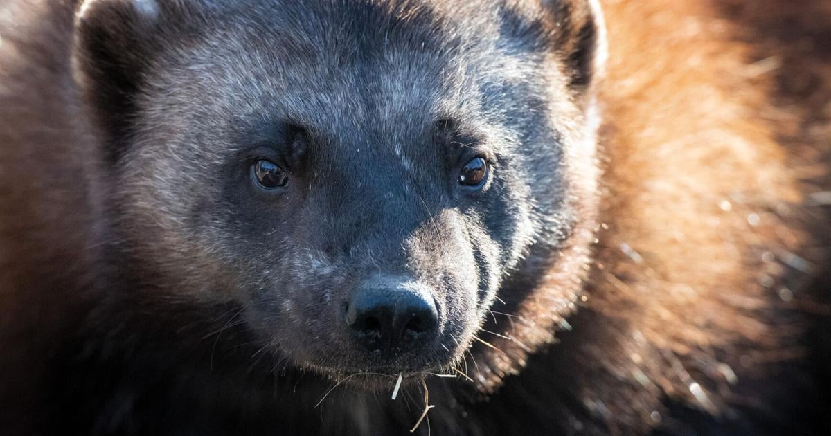 ZooMontana one of three zoos in nation with successful wolverine ...