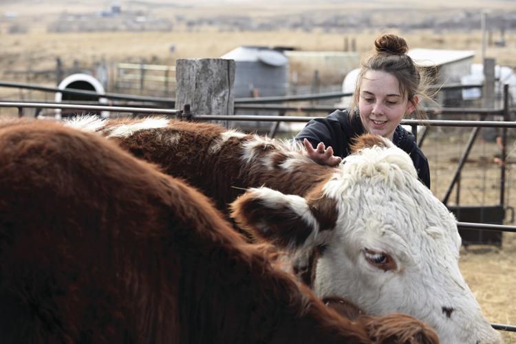 FFA students share ecstasy, agony of raising animals | Local News ...