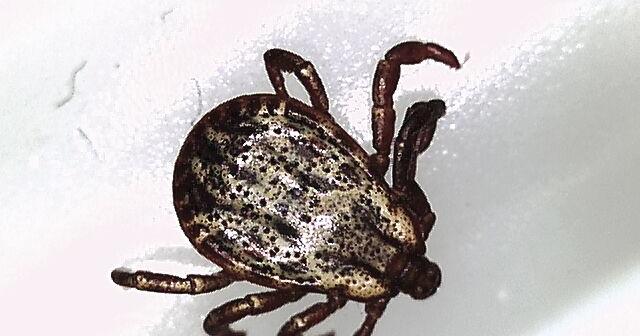 Observe Tick Bite Prevention Week - Vimarsana News