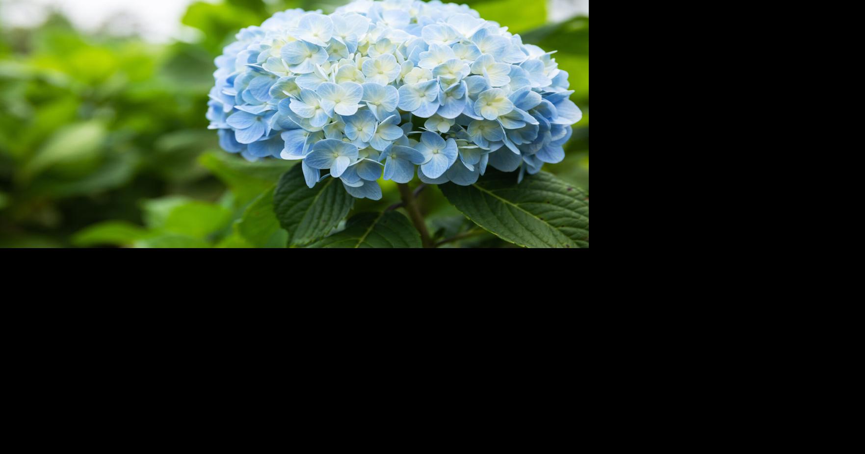 Column: The hydrangea blues | Columnists | thesheridanpress.com