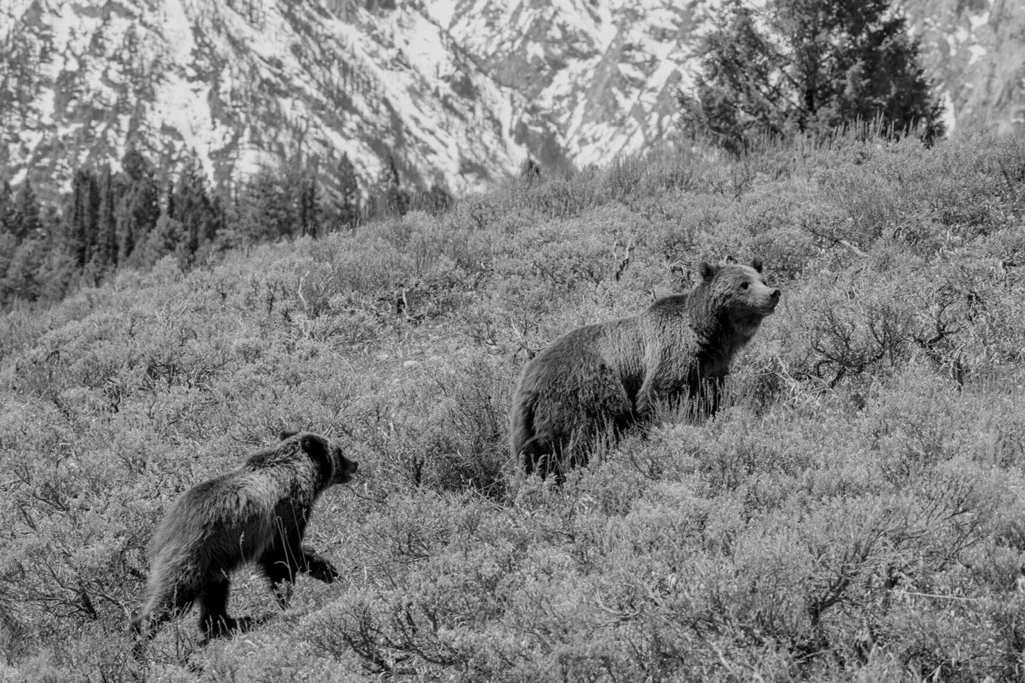 Reign of famed Jackson Grizzly 399 ends Regional News