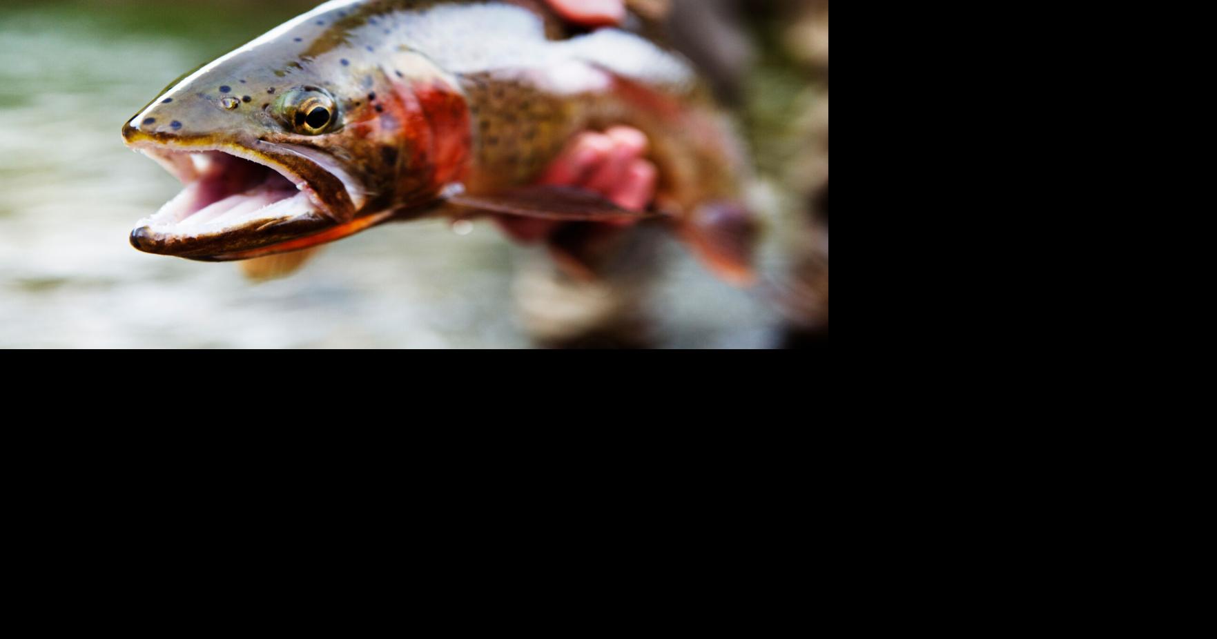 Powell angler surpasses ultimate angler status
