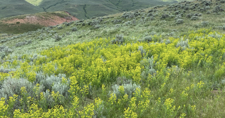 Weed and Pest hosting leafy spurge management info session Wednesday