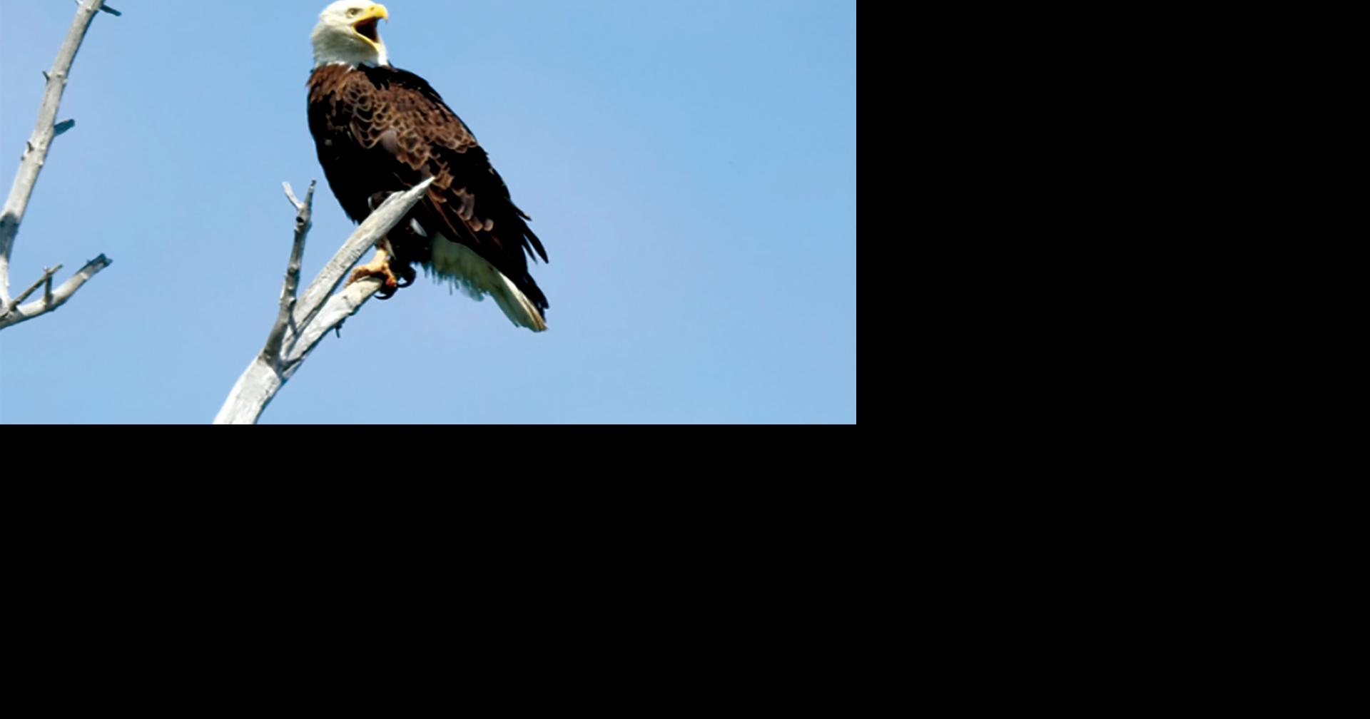 Volunteers sought for 62nd annual bald eagle count