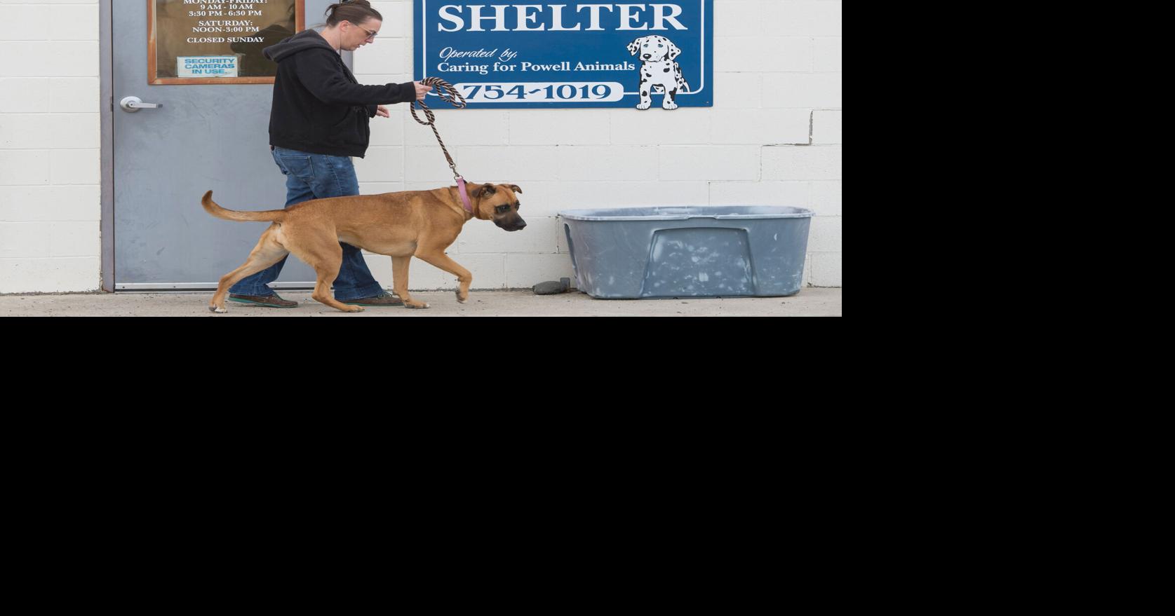 How to Start an Animal Rescue (6 Simple Steps)