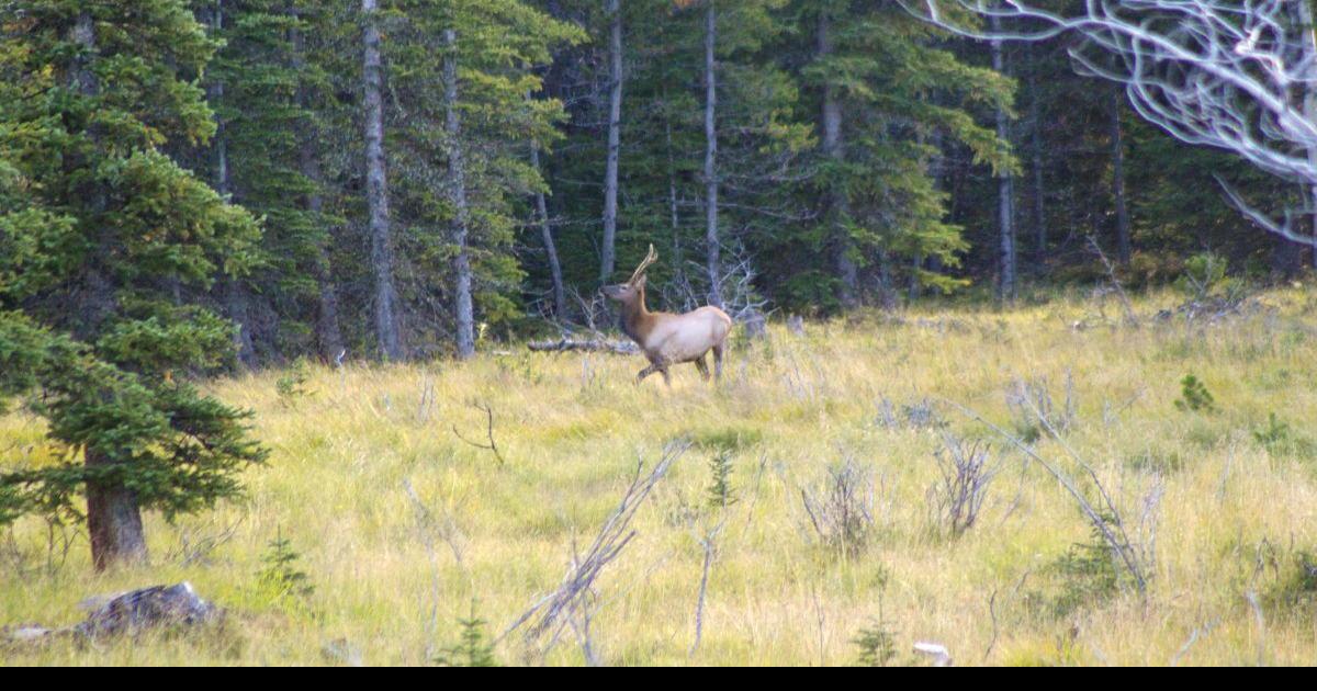 Wyoming Wildlife Task Force debates license allocation