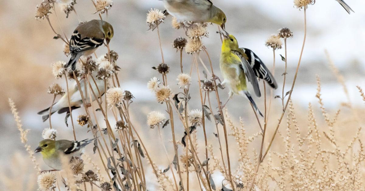 Bird count continues through pandemic for the sake of birds | Outdoors Bird count continues through pandemic for the sake of birds | Outdoors
