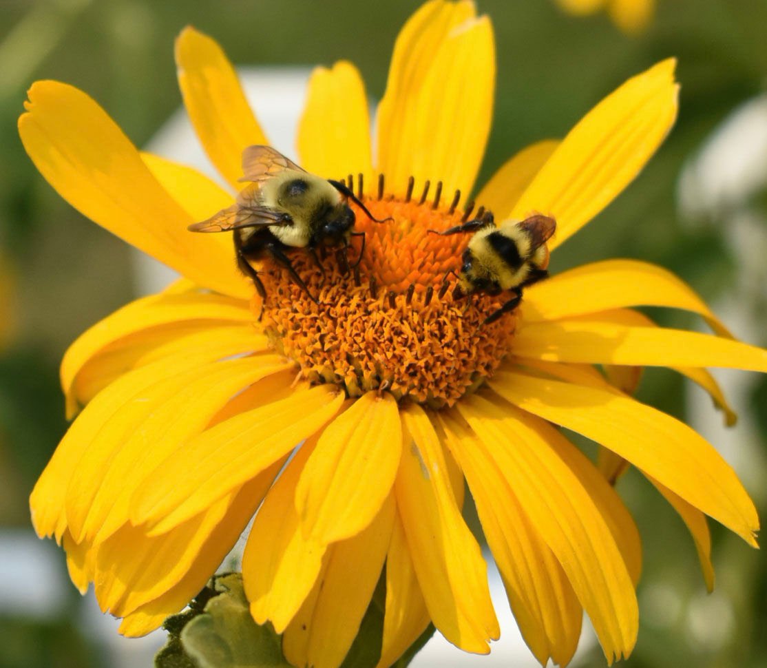 Identifying Bumblebees  BBC Gardeners World Magazine