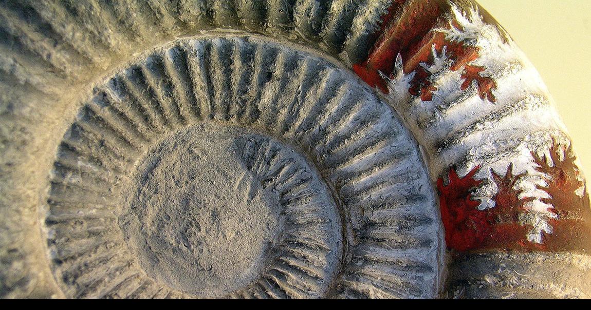 Science lecture to focus on chemistry of fossils | Local News ...