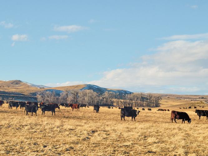Padlock seeks to correct misconceptions about ranching Local News