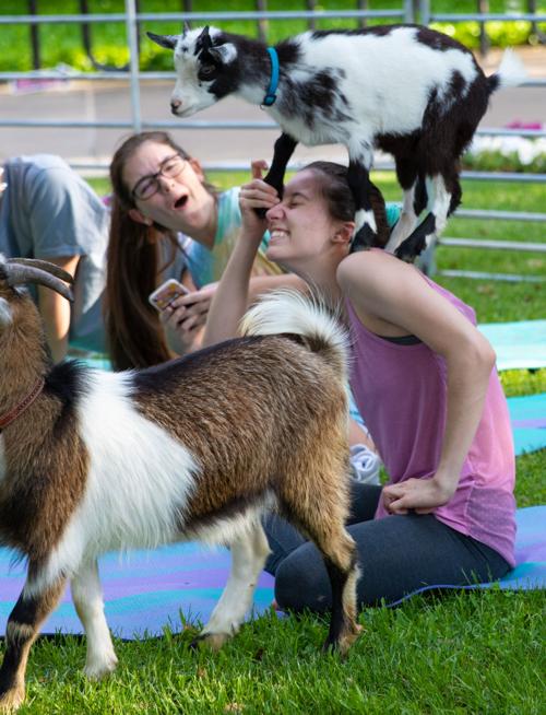 Goat yoga helps students de-stress before finals