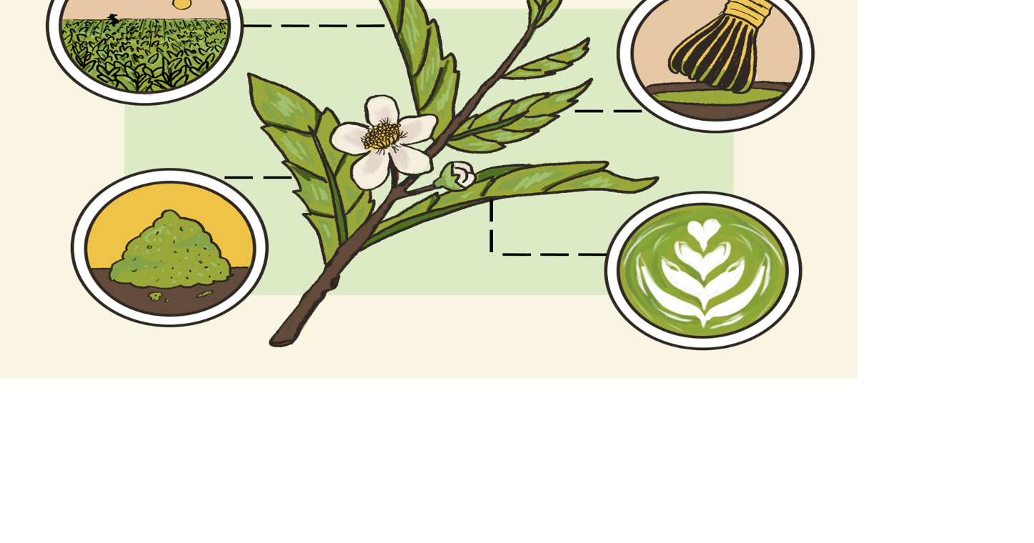 From Scratch: Matcha’s history, variety and impact brew a global ...