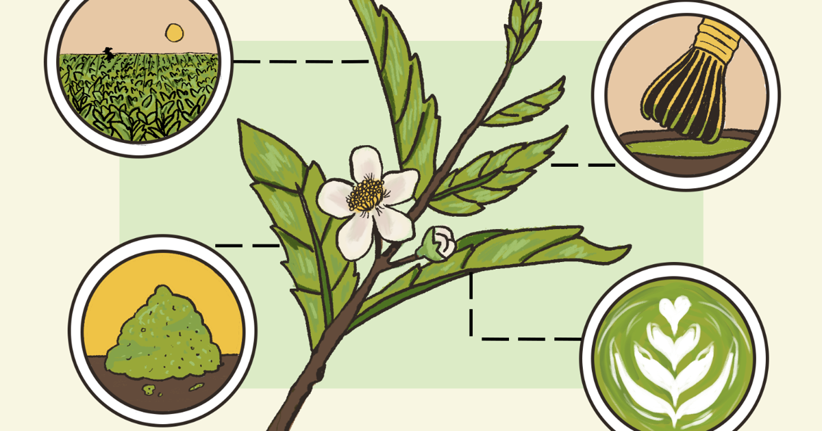 Matcha Extinct From Scratch: Matcha’s history, variety and impact brew a global ...