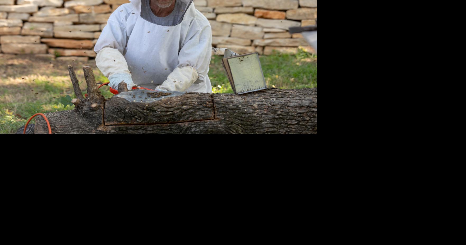 Beemergency rescue: Beekeeper removes beehive from tree near UC ...