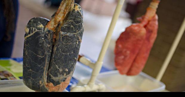 Black pig lungs snuff urge to smoke | News | theshorthorn.com