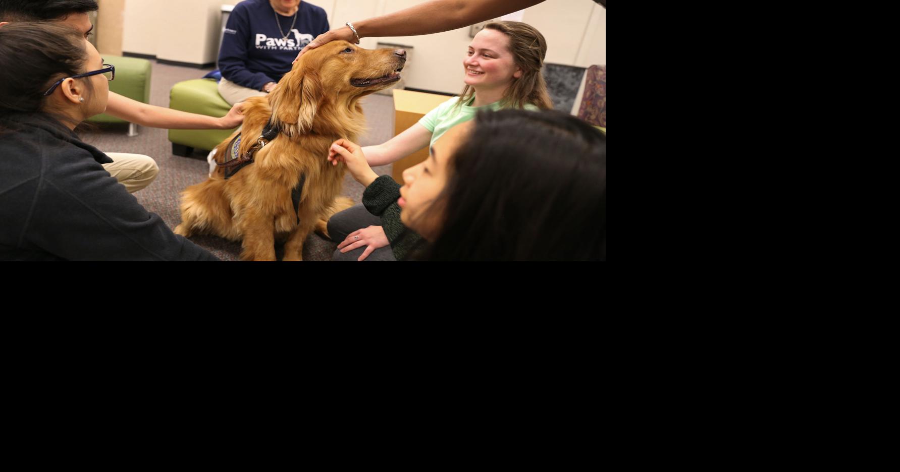 Therapy dogs help students de-stress from school | News | theshorthorn.com