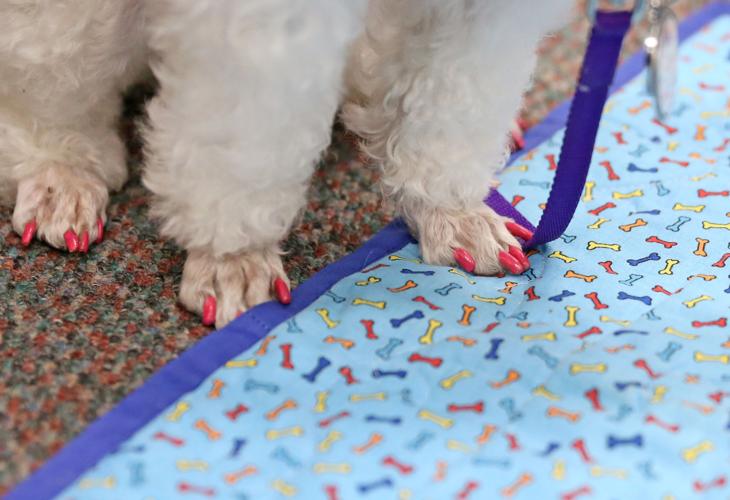 Therapy dogs help students de-stress from school | Gallery ...