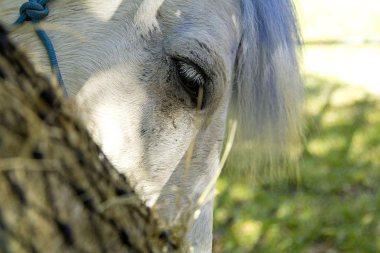 Equestrian Foundation brings horse to campus Multimedia