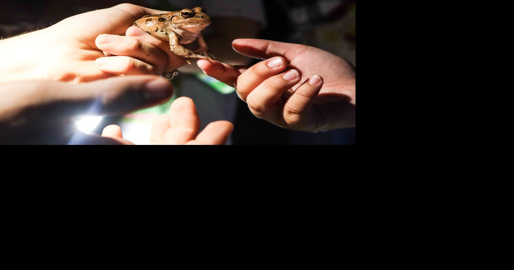 Night hike brings environmental awareness through UTA Herpetology Club